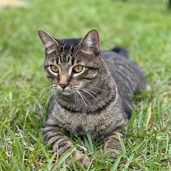 This is Nugget! - Picture 2 of 9